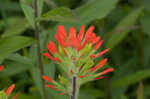 Scarlet Indian paintbrush